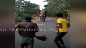 ସେଲ୍‌ଫି ବାହାନାରେ ହାତୀଙ୍କୁ ଚିଡ଼ାଉଛନ୍ତି ଲୋକେ, ଭିଡିଓ ଭାଇରାଲ୍‌