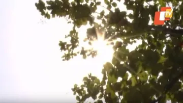 ଜଳୁଛି ଟିଟିଲାଗଡ଼