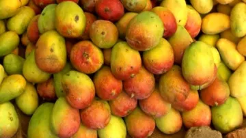 ବୋରିଗୁମ୍ମା ବଜାରରେ ବିଭିନ୍ନ କିସମର ଆମ୍ବର ପସରା