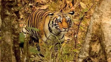 ବର୍ଷକରେ ମଲେ ୨୬ ବାଘ