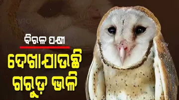 ବିରଳ ପକ୍ଷୀ ଉଦ୍ଧାର