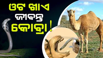 Why Camel Eats Snake