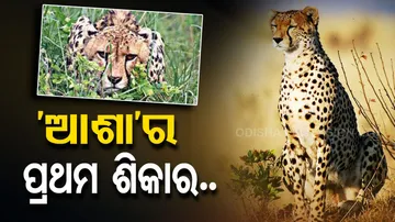 Kuno National Park's Cheetahs