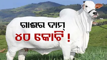 Worlds Most Expensive Cow