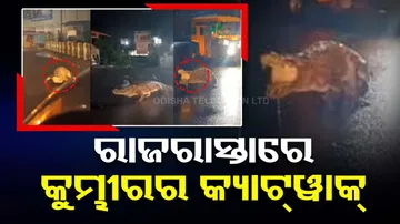 Crocodile Seen Strolling On Maharashtra Road After Heavy Rain