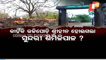 ଜଙ୍ଗଲେ ନିଆଁ ଲାଗୁଛି କେମିତି?