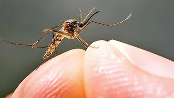 ଡେଙ୍ଗୁ ଚିନ୍ତା,ଖୋର୍ଦ୍ଧାରେ ୧୧୩ ଡେଙ୍ଗୁ ସଂକ୍ରମିତ ଚିହ୍ନଟ