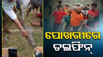 Dolphin Rescued From River In Odisha