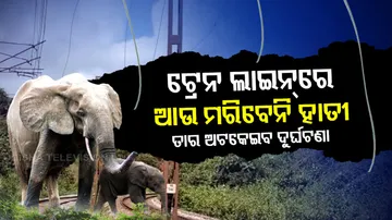 Elephant Electric Fence