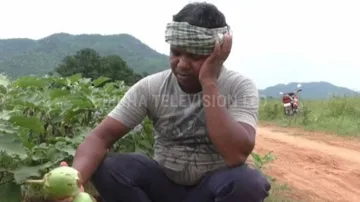 ଚିନ୍ତାରେ ବାଇଗଣ ଚାଷୀ : କିଲୋକୁ ୩ ରୁ ୪ ଟଙ୍କାରେ ହେଉଛି ବିକ୍ରି