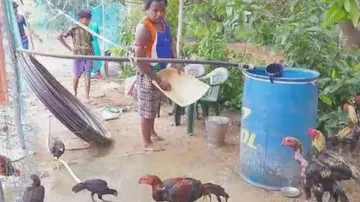 ଜଗଦୀଶଙ୍କୁ ଭିନ୍ନ ପରିଚୟ ଦେଇଛି ଫାଇଟର କୁକୁଡ଼ା ଚାଷ : ଗୋଟିଏ କୁକୁଡ଼ାର ମୂଲ୍ୟ ୬ରୁ ୧୦ ହଜାର