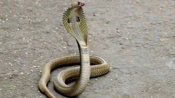 ସାପ କାମୁଡ଼ିଥିବା ଝିଅକୁ ନିଆଗଲା କଟକ; ଓଟିଭିରେ ଖବର ପ୍ରସାରଣ ପରେ ଜିଲ୍ଲା ପ୍ରଶାସନର ତତ୍ପରତା