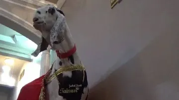 ଛେଳିର ଦାମ୍‌ ୧୧ ଲକ୍ଷ ଟଙ୍କା....