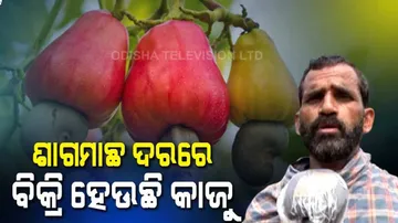 କାଜୁ ଚାଷୀଙ୍କୁ ଘାରିଛି ଅଭାବି ବିକ୍ରୀର ଭୟ