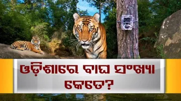 ଓଡ଼ିଶାରେ ବଢ଼ିଛି ନା କମିଛି ବାଘ ବଂଶ?