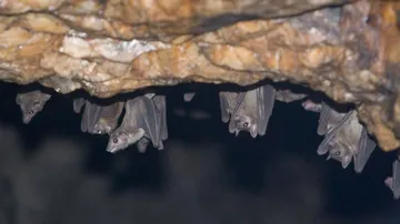 ଆସିଲା ନୂଆ ବିପଦ : ମାରାତ୍ମକ ହେଉଛି ମାରବର୍ଗ ଭାଇରସ