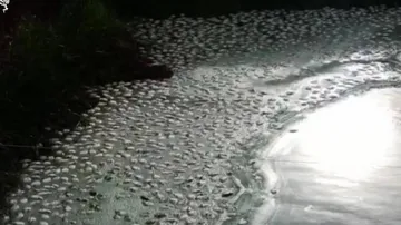 ଲକ୍ଷ ଲକ୍ଷ ଟଙ୍କାରେ ଫାଇନାଲ୍ ହୋଇଥିଲା ଡିଲ୍ : ବଡ଼ ଭାଇର ପୋଖରୀରେ ବିଷ ପକାଇ ୨୦ ହଜାର ମାଛ ମାରିଦେଲା ଭାଇ