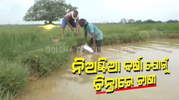 Drought Threat Raises Concerns For Farmers In Odisha After Huge Rainfall Deficit