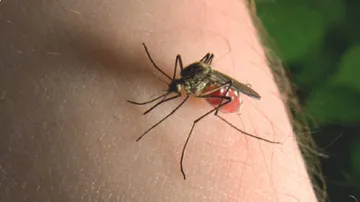 Mosquitos Bite