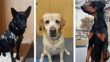 Three sniffer dogs Maya, Ruby & Bobby 