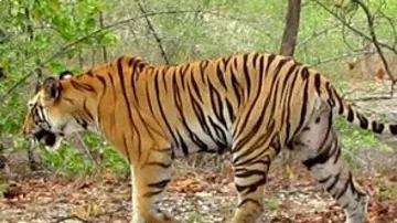 tiger fear at nandankanan