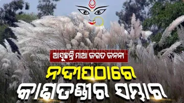 Special Story | Kasatandi Flowers In Full Bloom Welcome Goddess Durga