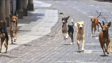 5 stray dogs killed in acid attack in Ujjain