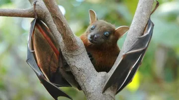Nipah Virus