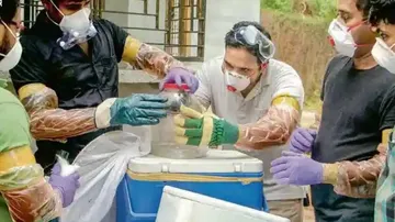 ନିପା ଭାଇରସ୍