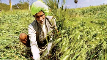 MSP in Rabi Crops