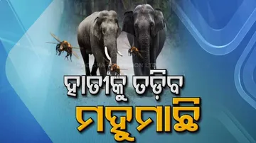 Honeybee to watch elephant