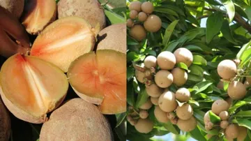 Benefits of chikoo (Sapota) fruit