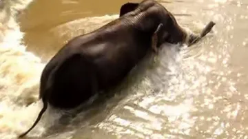 Elephant Gets Stuck Near Barrage