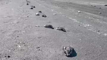 The Mysterious Death Of Thousands Of Birds In Russia 