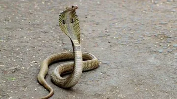 Murder by biting a snake became a new trend supreme court did not grant bail to the accused