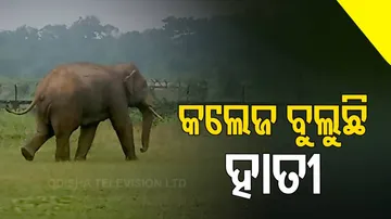 Wild tusker invades MPC Autonomous college in Baripada
