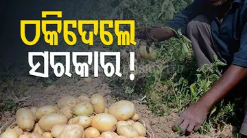 Potato Farmers Lo osing Hope 