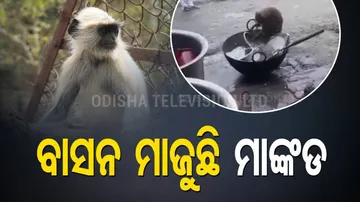 Moneky wash utensils in hotel of amethi video viral