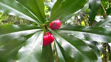 Kids eat poisonous fruit looking like apple