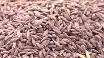 GI Tag For ‘Kala Jeera’ 