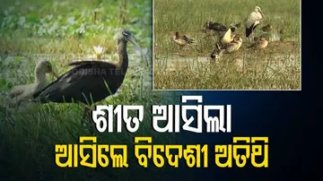 Winged Guests Throng Odisha's Chilika