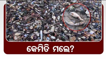 Thousands of sea creatures found dead at uk beach see images mystery viral news