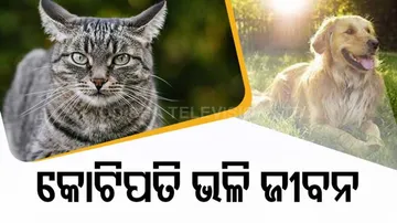 viral-woman-spends-more-than-1-crore-rupees-on-pet-cats-and-dogs-spends-74-thousand-monthly-ashas 