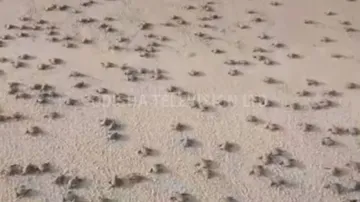 Olive Ridley turtles