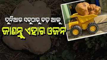 World’s biggest potato