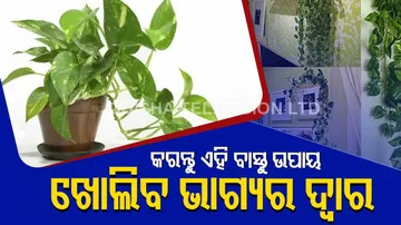 vastu and money plant