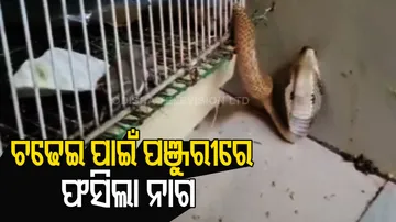 Snake Rescued From Bird's Cage