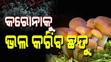 Medicinal mushrooms to treat covid