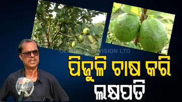 Guava Farming