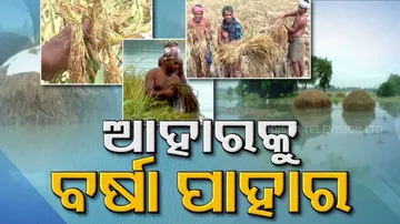 crop damaged due to Unseasonal Rain